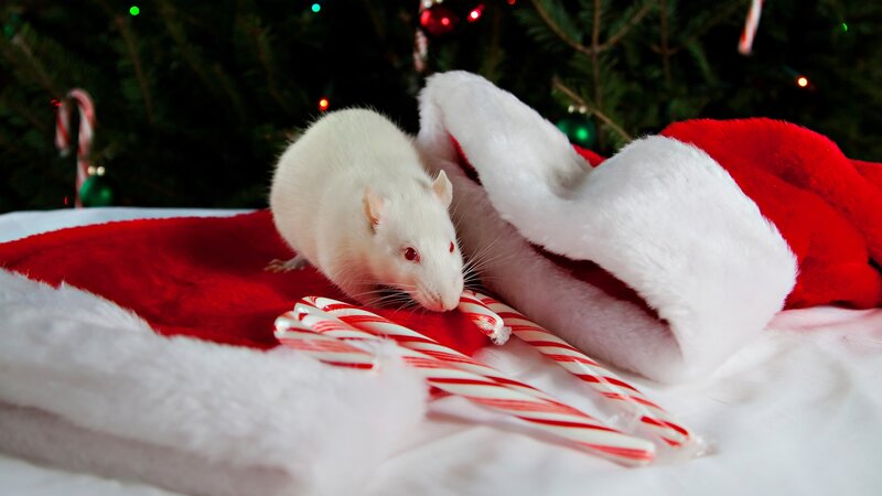 White Rat on Stocking — Red