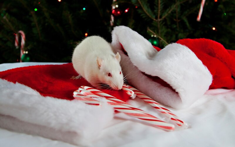 White Rat on Stocking