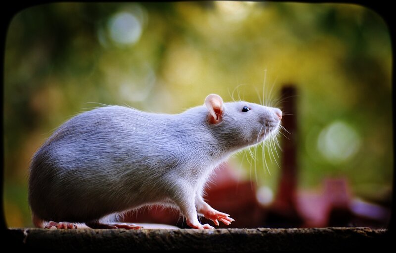 White Rat on Surface