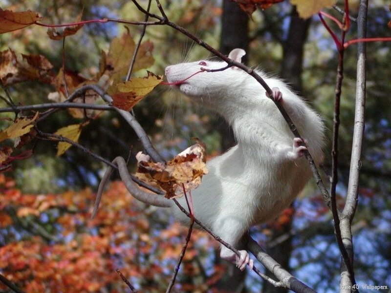 White rat on tree branch