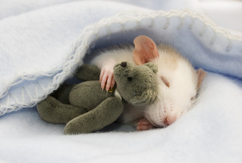 White Rat Sleeping — Peaceful, Photograph