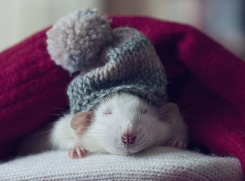 White Rat Sleeping — Peaceful