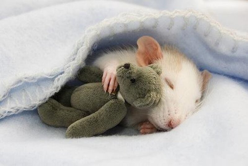 White Rat Sleeping