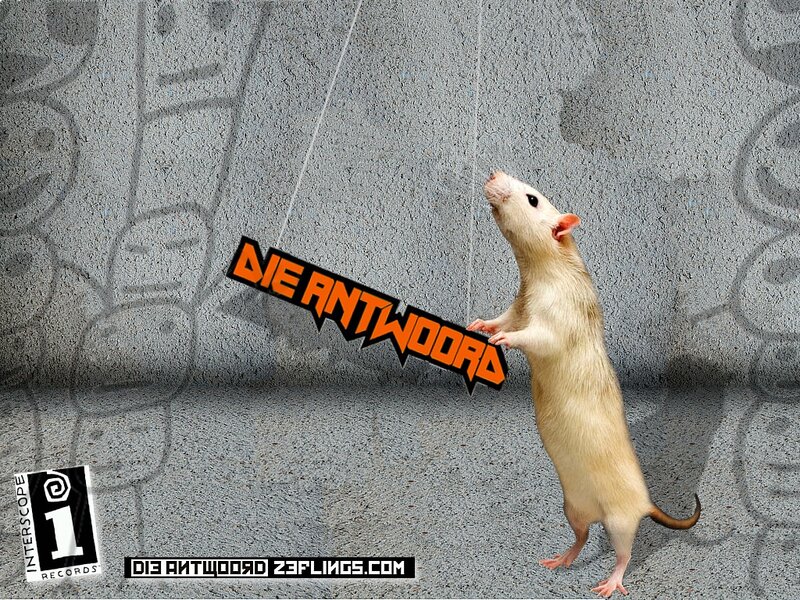 White Rat Standing