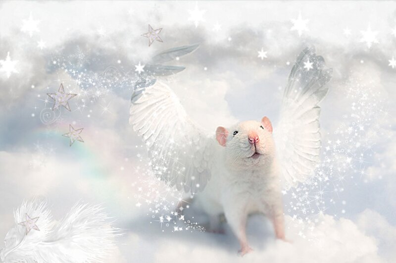 White Rat with Angel Wings