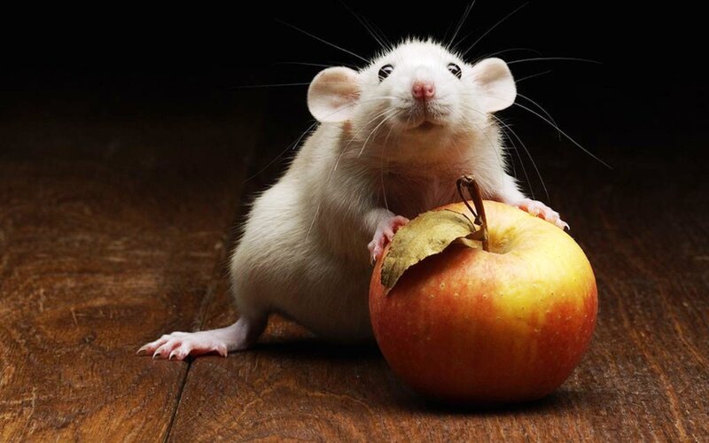 White Rat with Apple — Brown, Dramatic