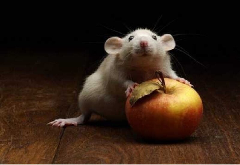 White Rat with Apple — Brown