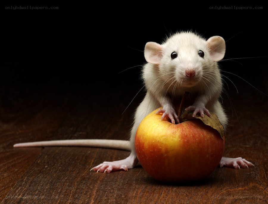 white rat with apple