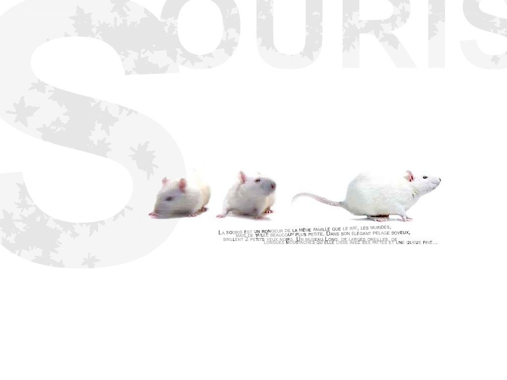 White rats on a white background