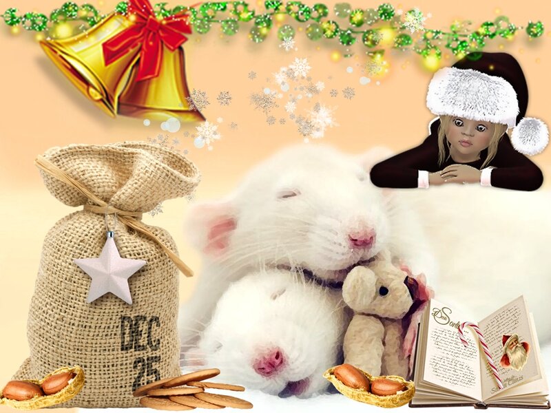 White Rats with Toys