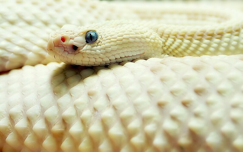 White Rattlesnake — Calm, Photograph, Snake, Eye