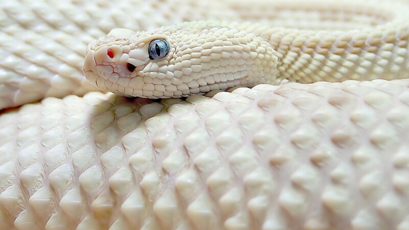 White Rattlesnake — Calm, Photograph, Snake