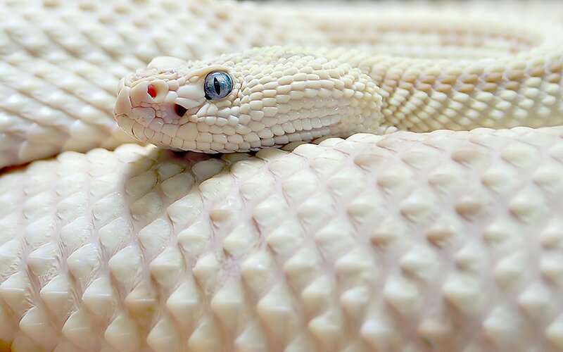 White Rattlesnake — Calm, Photograph