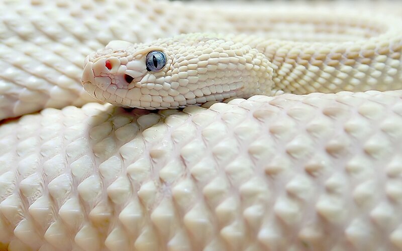 White Rattlesnake