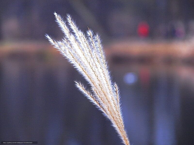 White reed in the wind