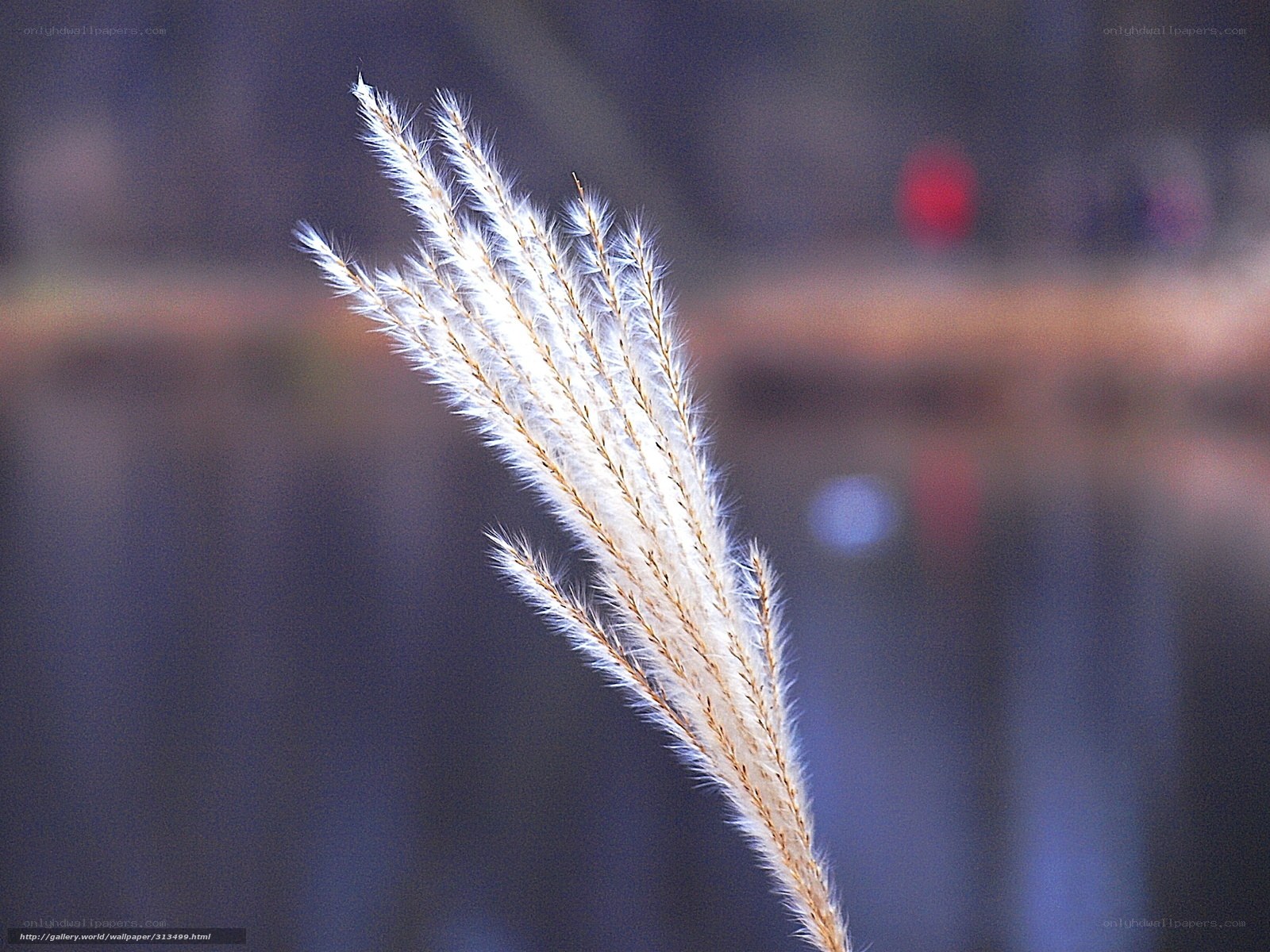 White reed in the wind