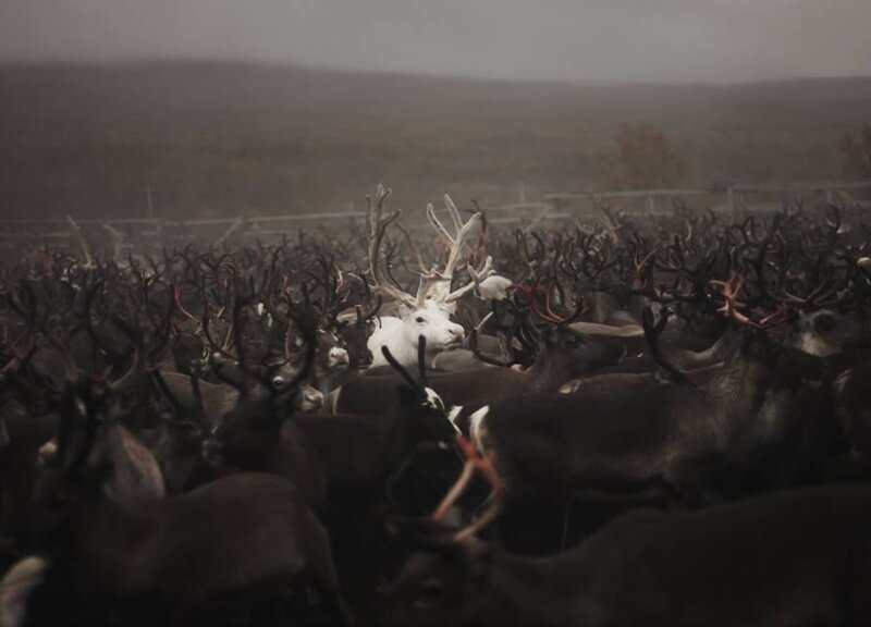 White reindeer in a herd