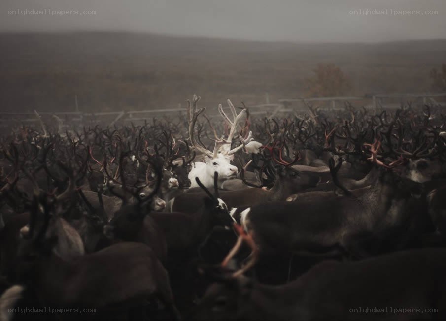 White reindeer in a herd