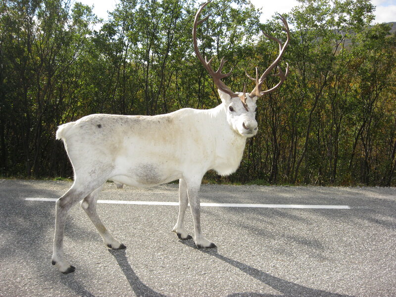 White Reindeer on Road