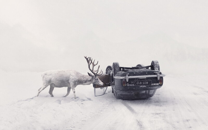 White Reindeer with Antlers