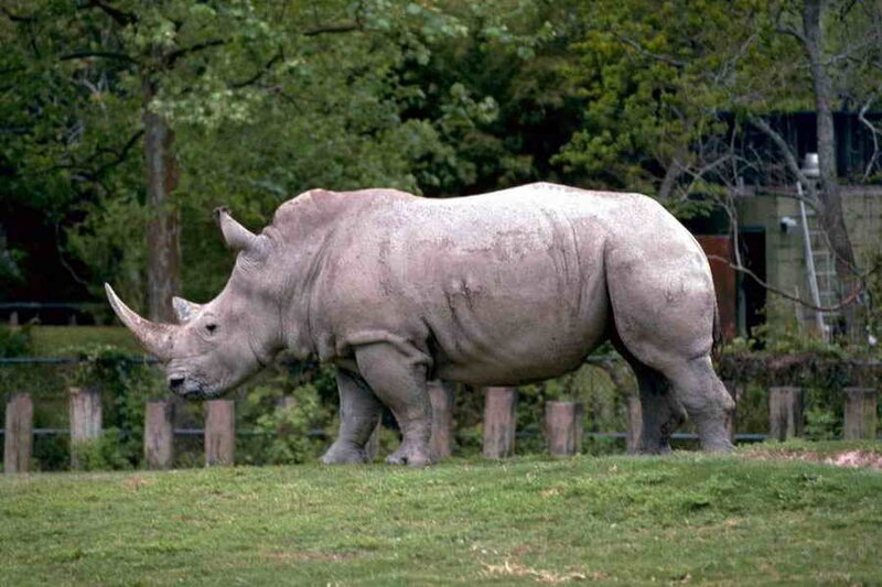 White Rhinoceros