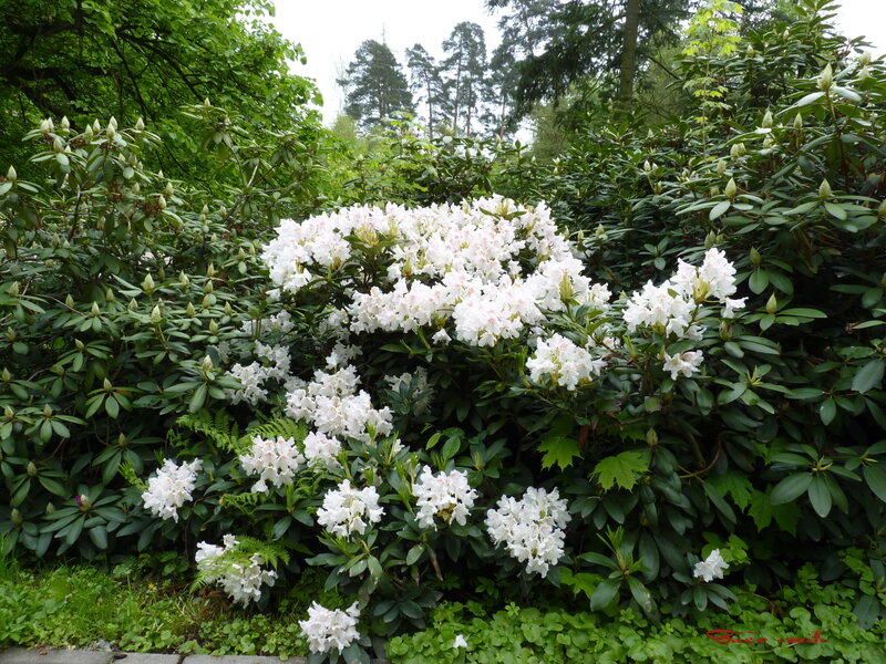 White Rhododendron Bush