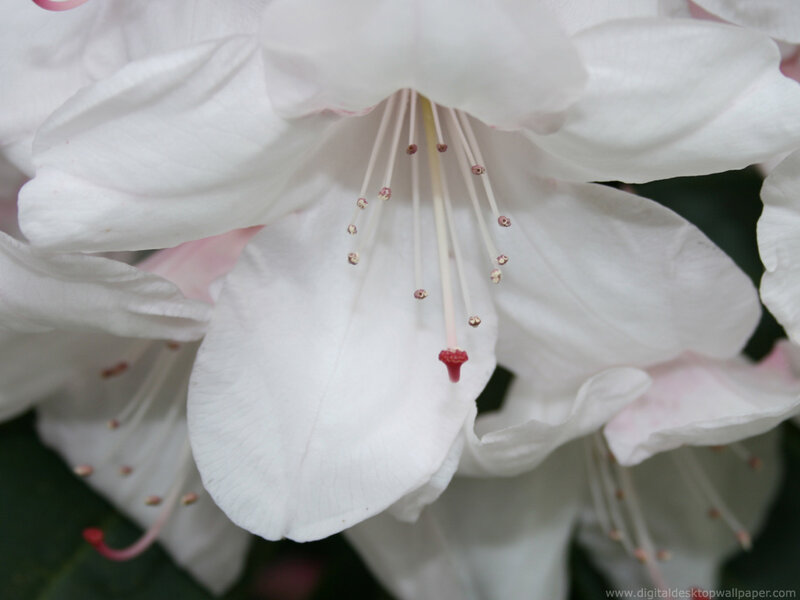 white rhododendron flower