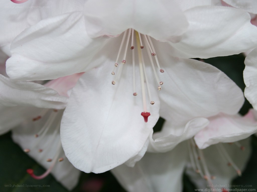 white rhododendron flower