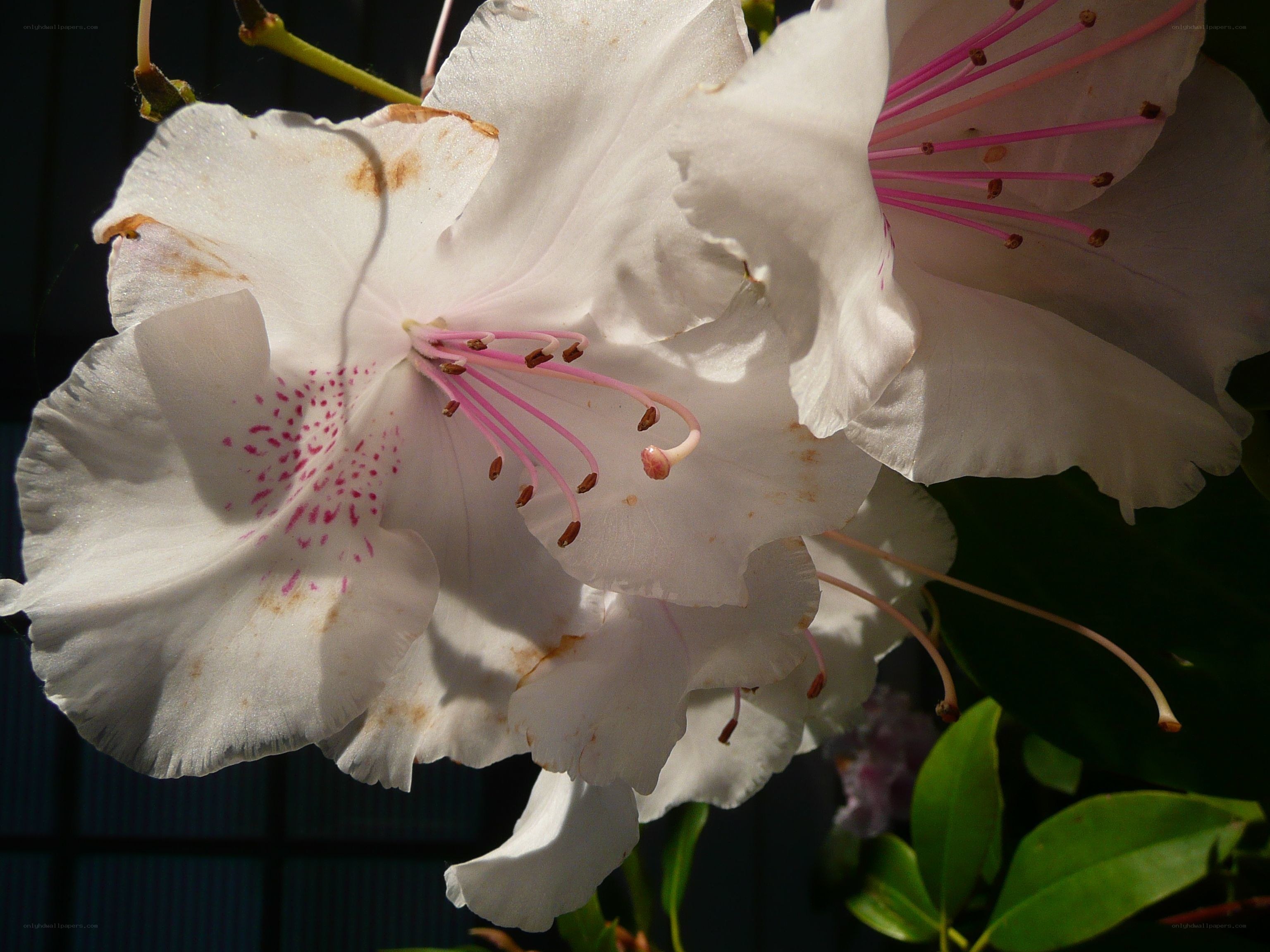 White rhododendron flower