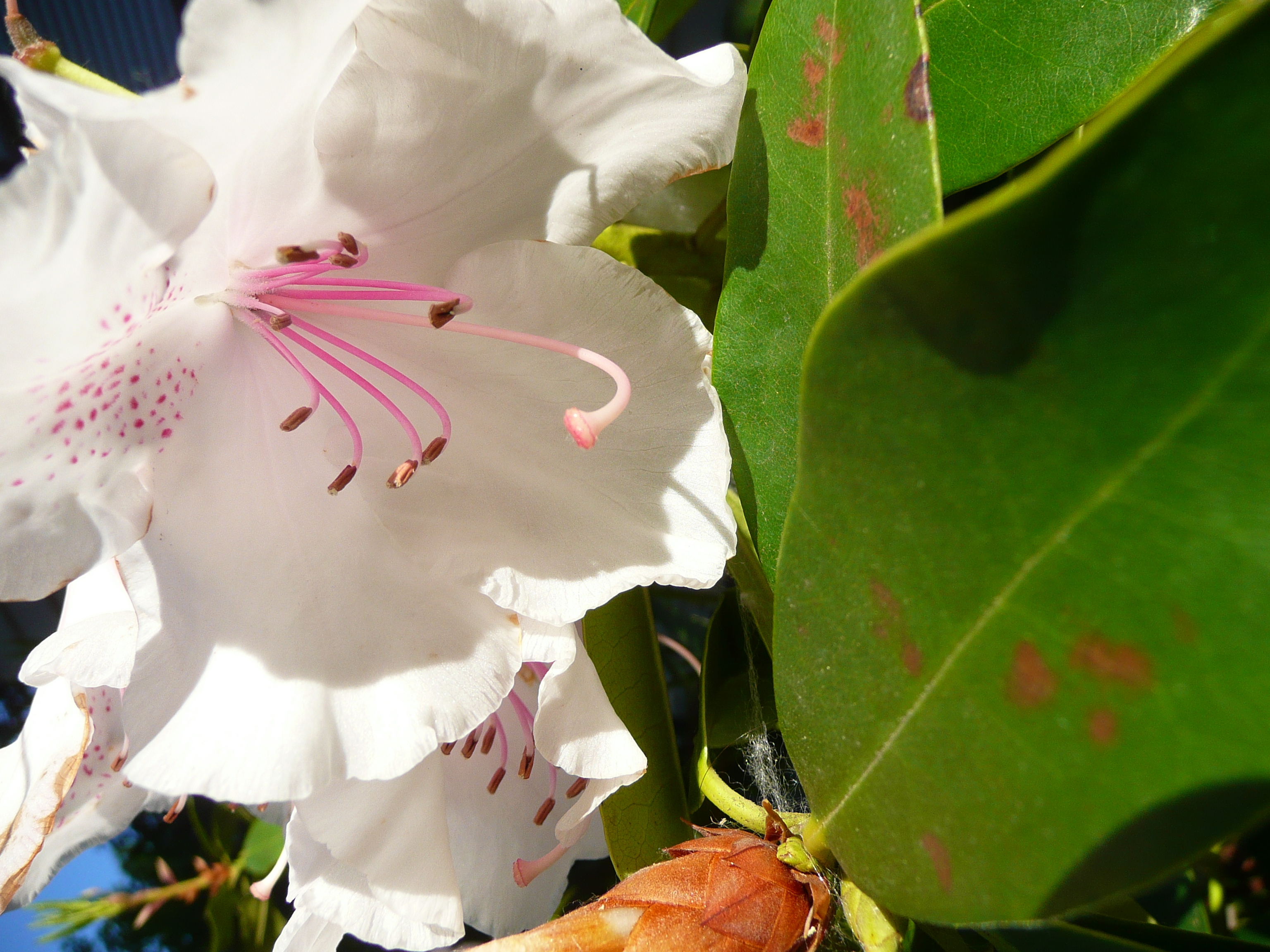 White rhododendron flower