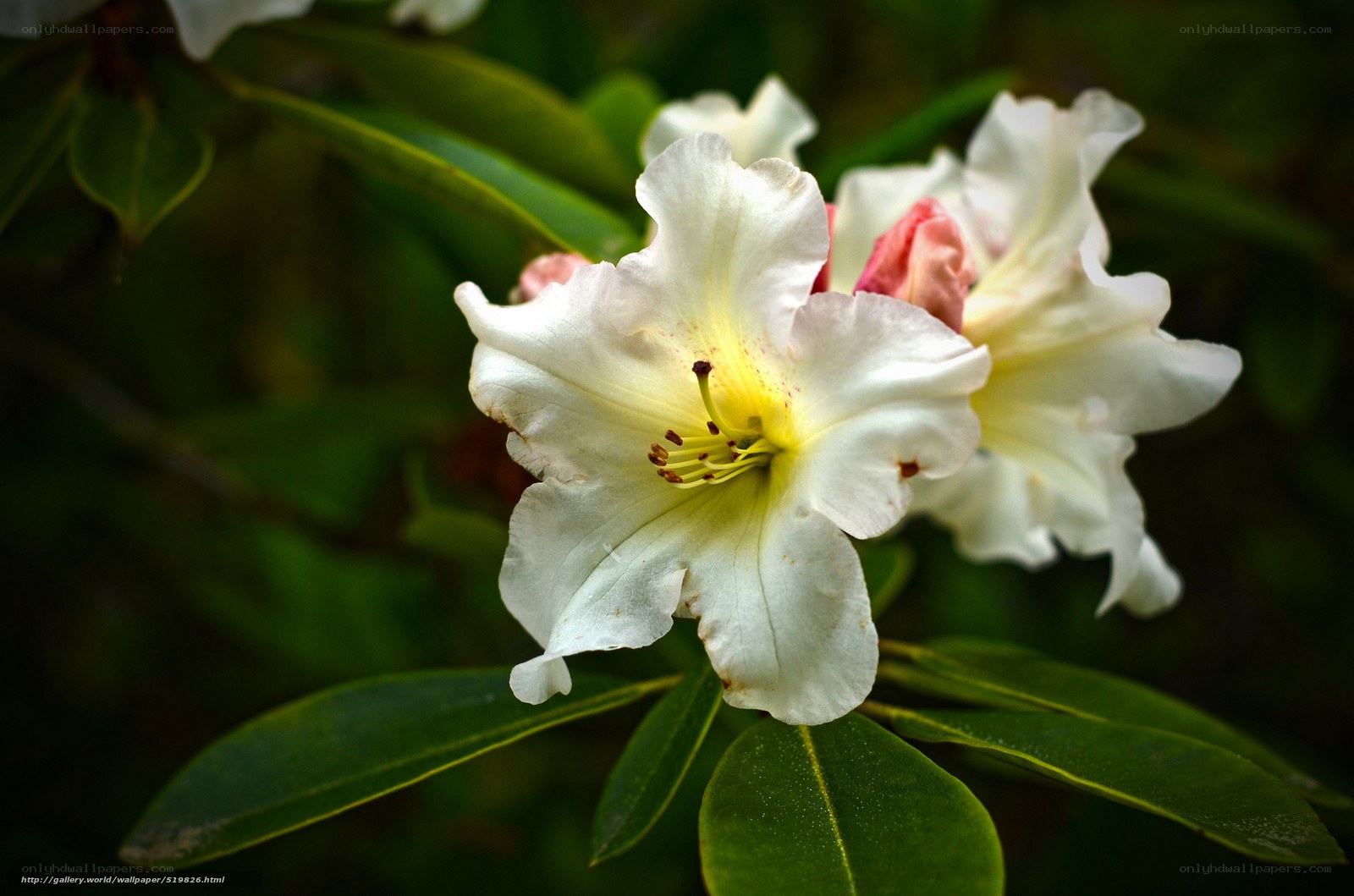 White rhododendron flower