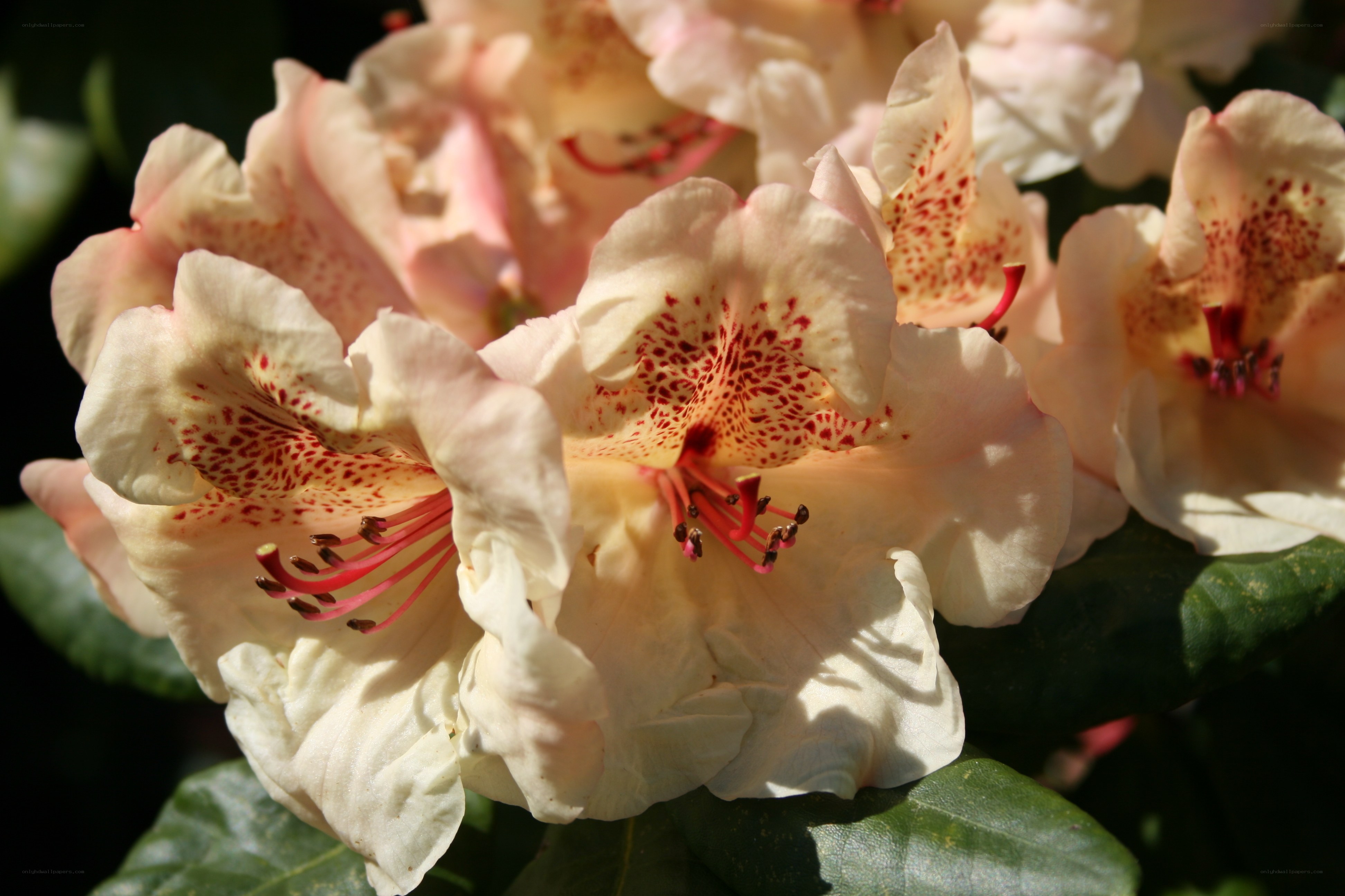 white rhododendron flowers