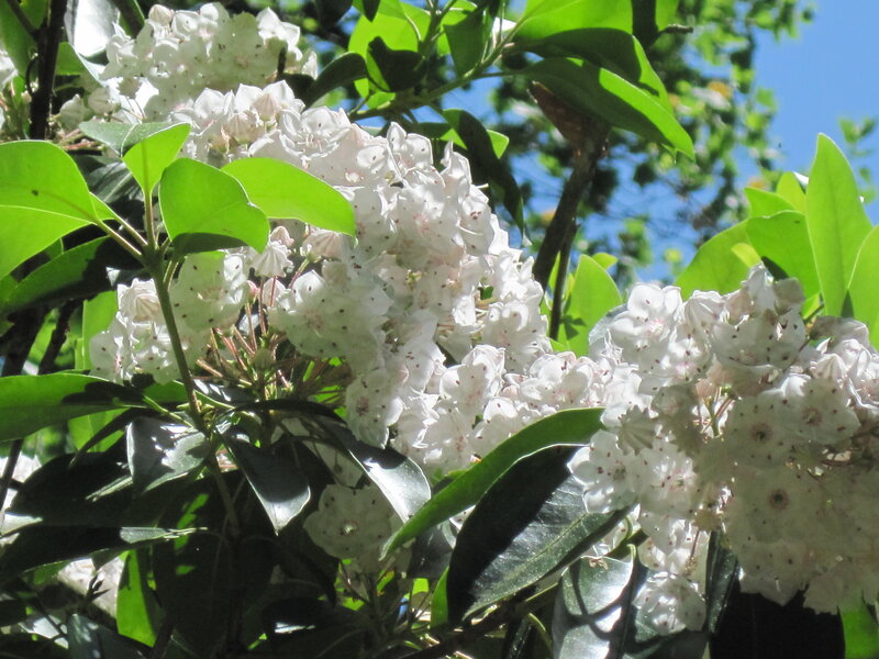 white rhododendron flowers