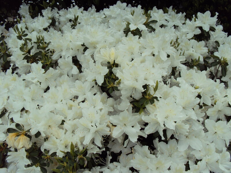 White Rhododendron Flowers — Calm, Photograph