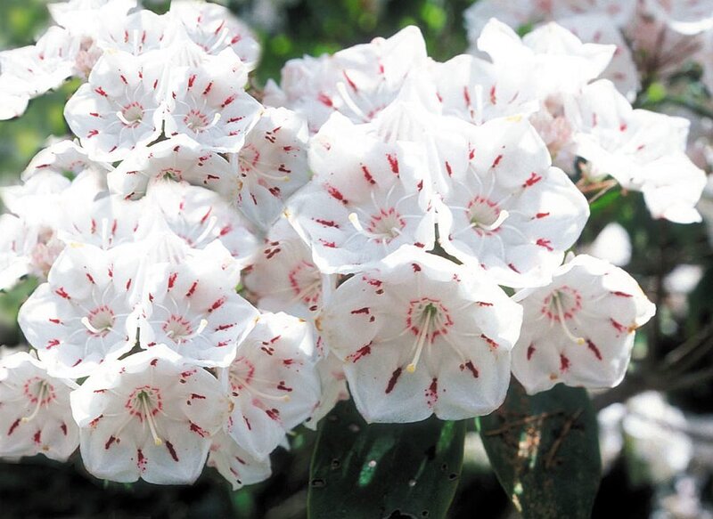 White Rhododendron Flowers — Calm, Spring, Photograph