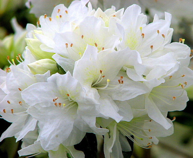 White Rhododendron Flowers — Calm, Spring