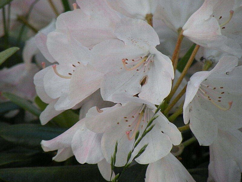 White Rhododendron Flowers — Calm