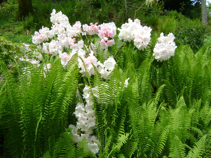 White Rhododendron Flowers — Green, Serene