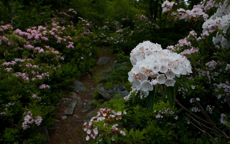 White Rhododendron Flowers — Green