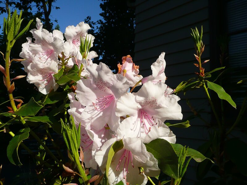 White rhododendron flowers in sunlight