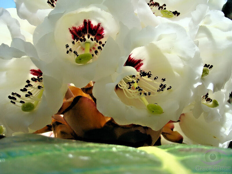 White Rhododendron Flowers — Natural