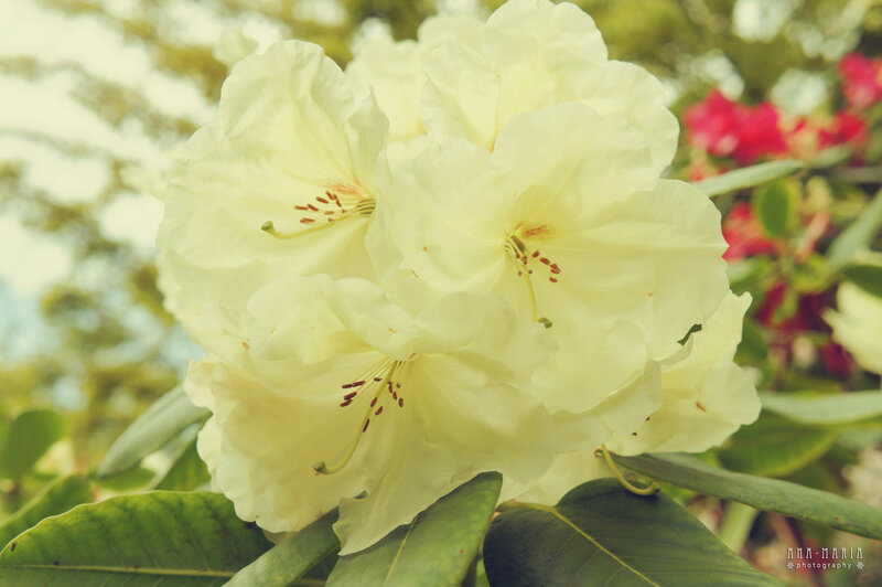 White Rhododendron Flowers — Serene, Afternoon