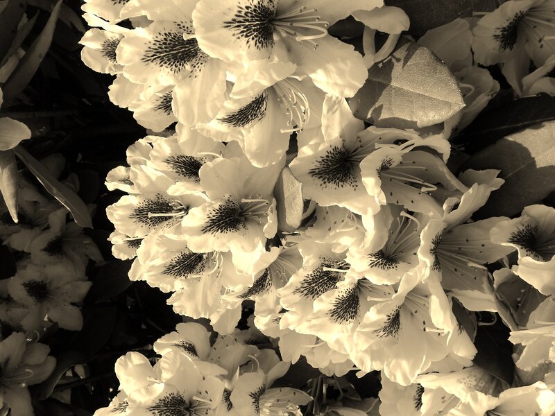 White Rhododendron Flowers — Serene, Photograph