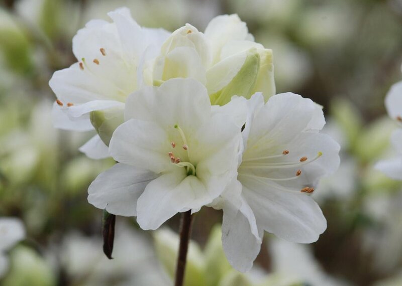 White Rhododendron Flowers — Serene, Spring, Photograph, Buds, Stem
