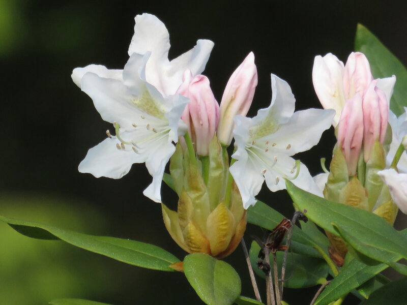 White Rhododendron Flowers — Serene, Spring, Photograph, Buds