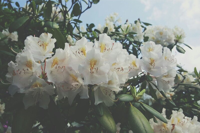 White Rhododendron Flowers — Serene, Spring, Photograph, Green Leaves, Sky