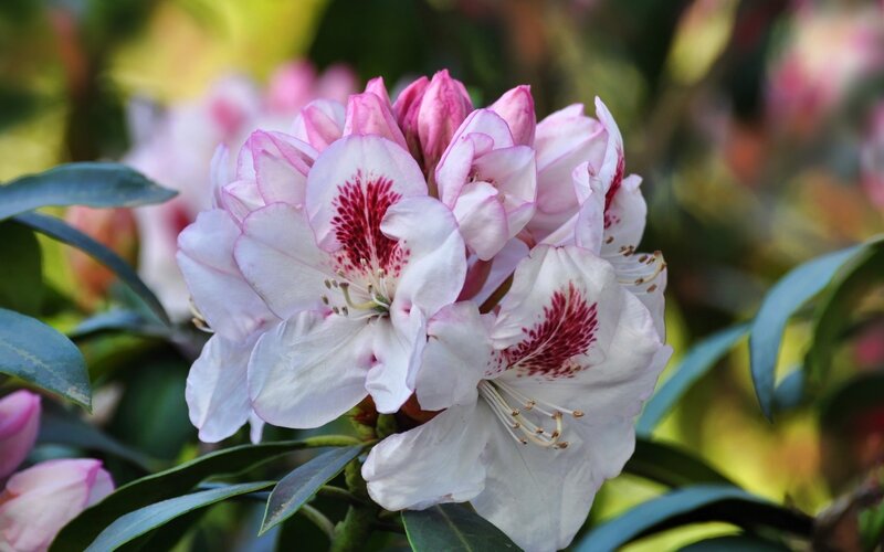 White Rhododendron Flowers — Serene, Spring, Photograph, Leaves, Bush