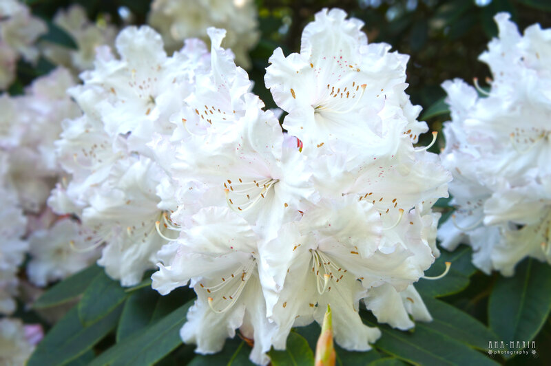 White Rhododendron Flowers — Serene, Spring, Photograph, Leaves
