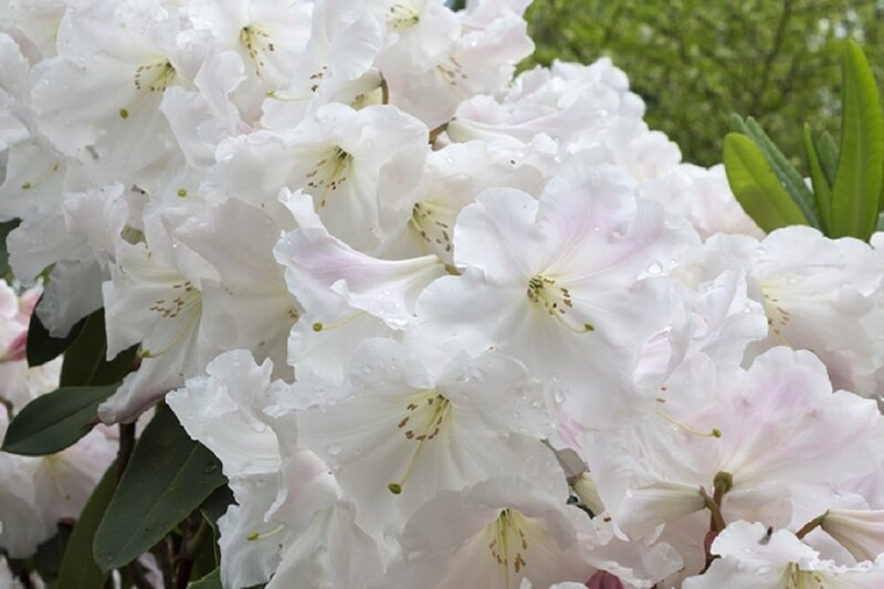 White Rhododendron Flowers — Serene, Spring, Photograph, Leaves, Water Droplets
