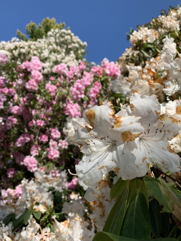 White Rhododendron Flowers — Serene, Spring, Photograph, Pink Flowers